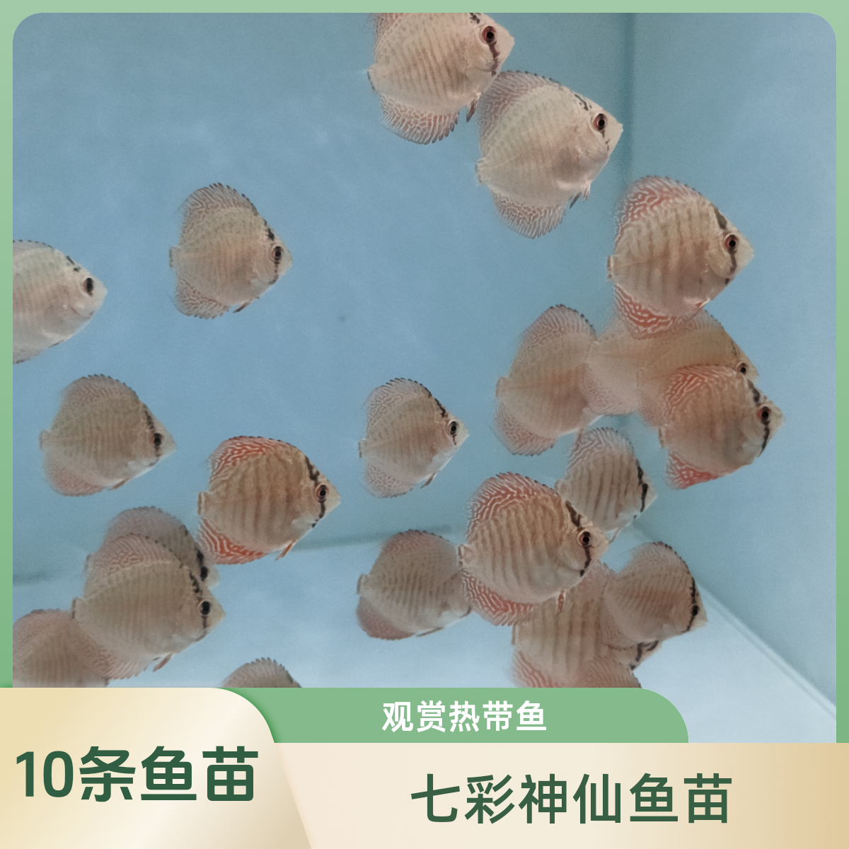 5条2.5厘米七彩神仙鱼苗鱼苗子精品热带淡水鱼观赏小鱼儿