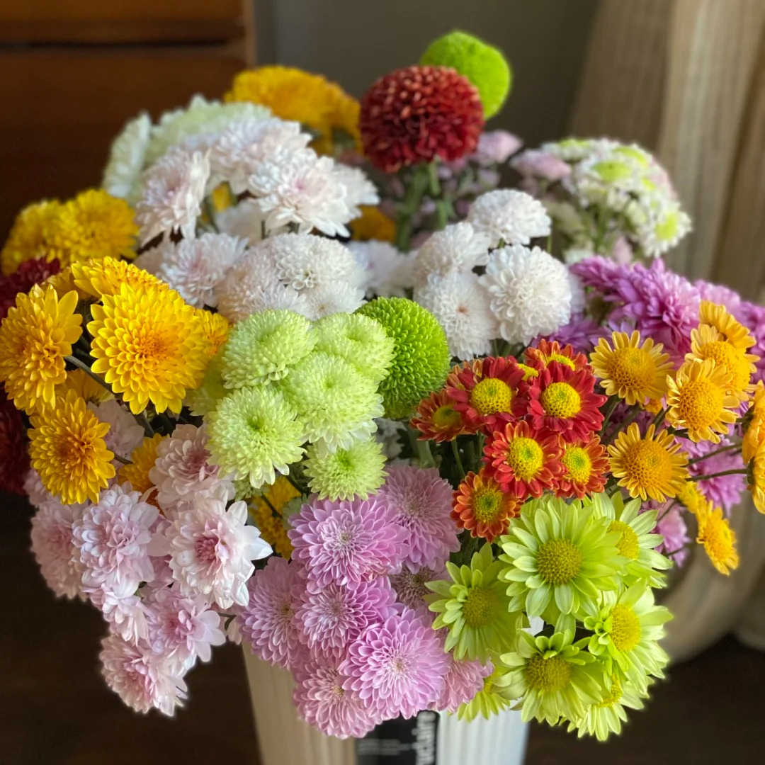 【源头优选】小菊-水养插花用云南直发鲜花