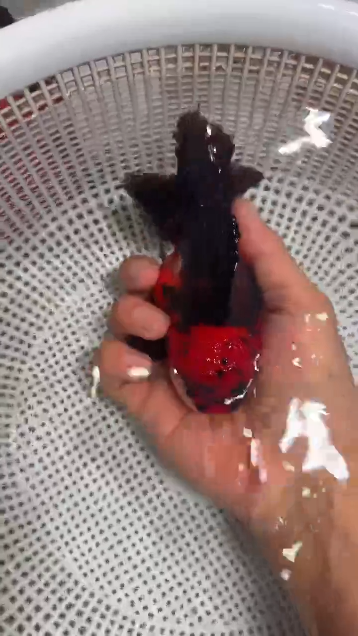 狮头鱼玛丽一条 开箱视频售后