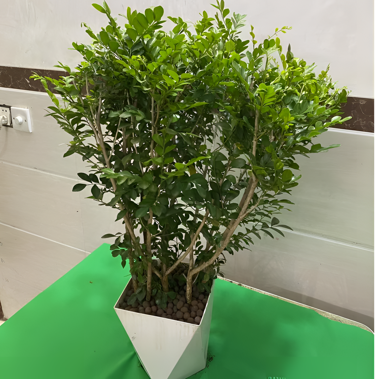 【60-80cm】九里香多珠盆栽老桩大颗室内四季好养驱蚊植物净化空气