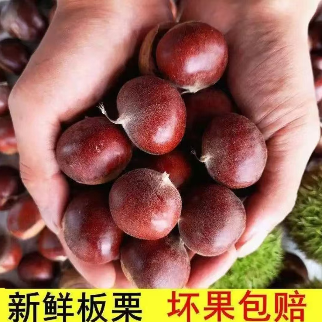 F【买三斤送两斤】现摘现发老品种板栗香糯可口送栗爪