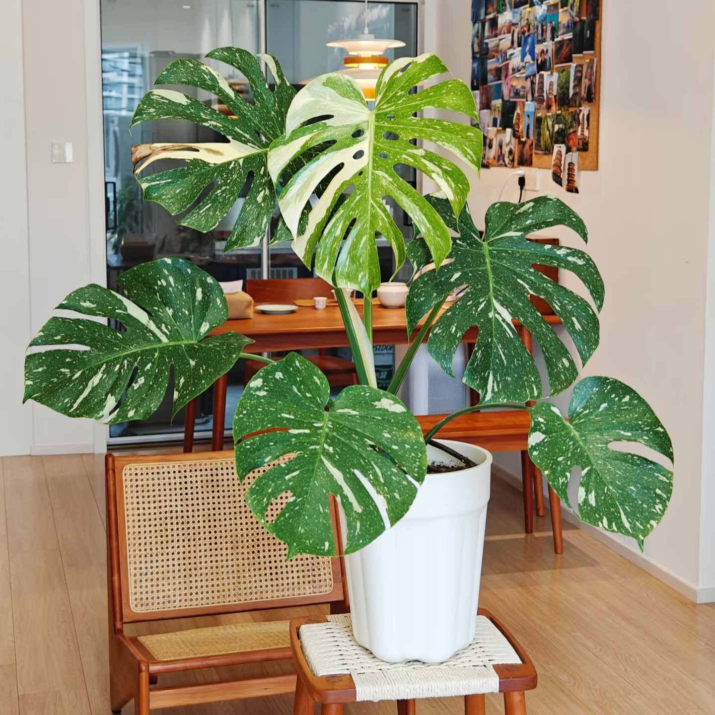 洒金龟背竹白龟 ins风网红绿植盆栽室内阳台观叶植物