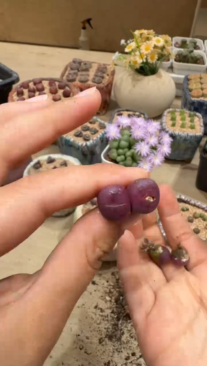 9-80多肉植物肉锥