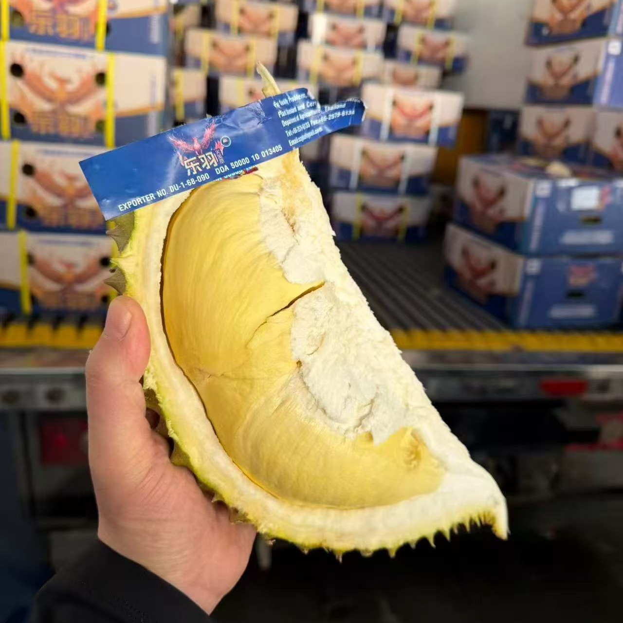 【乐羽火凤凰丨草帽同款品质丨顺丰包邮丨】泰国南部空运金枕鲜榴莲3-10斤核小金枕泰国南部