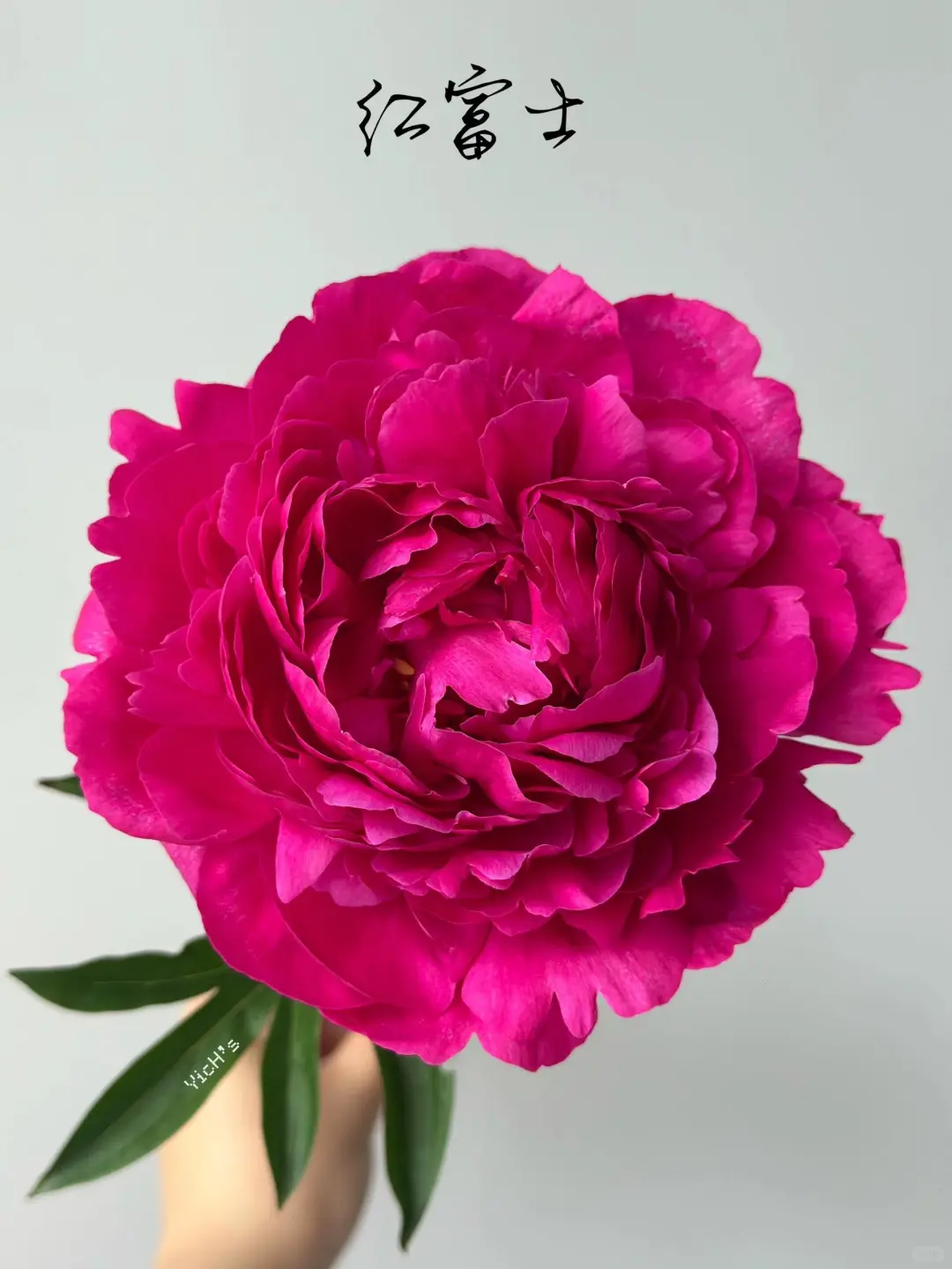 【大聪明卖花】红富士芍药鲜花  任意 2单鲜花升级顺丰/京东/德邦