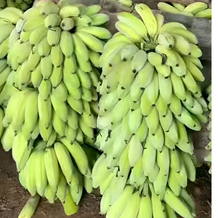 【新鲜采摘】云南高山野生芭蕉老品种丑蕉自然熟不打药芭蕉