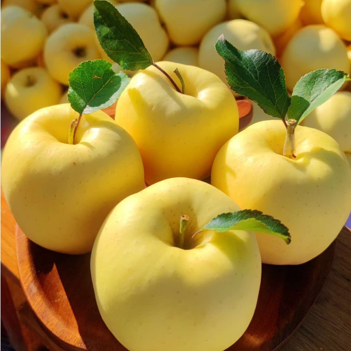 阿坝州小金县黄苹果金冠自然生长不打药不打蜡不套袋高原苹果四川省