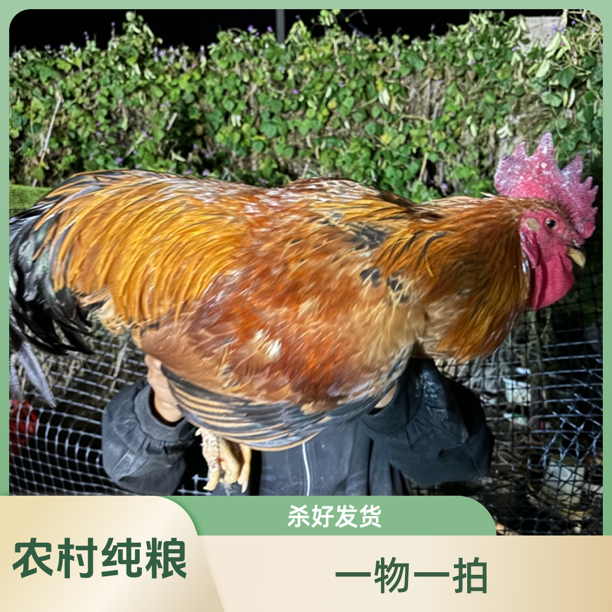 阿张农产品 农户家养纯粮土鸡公鸡 杀好发货 一物一拍