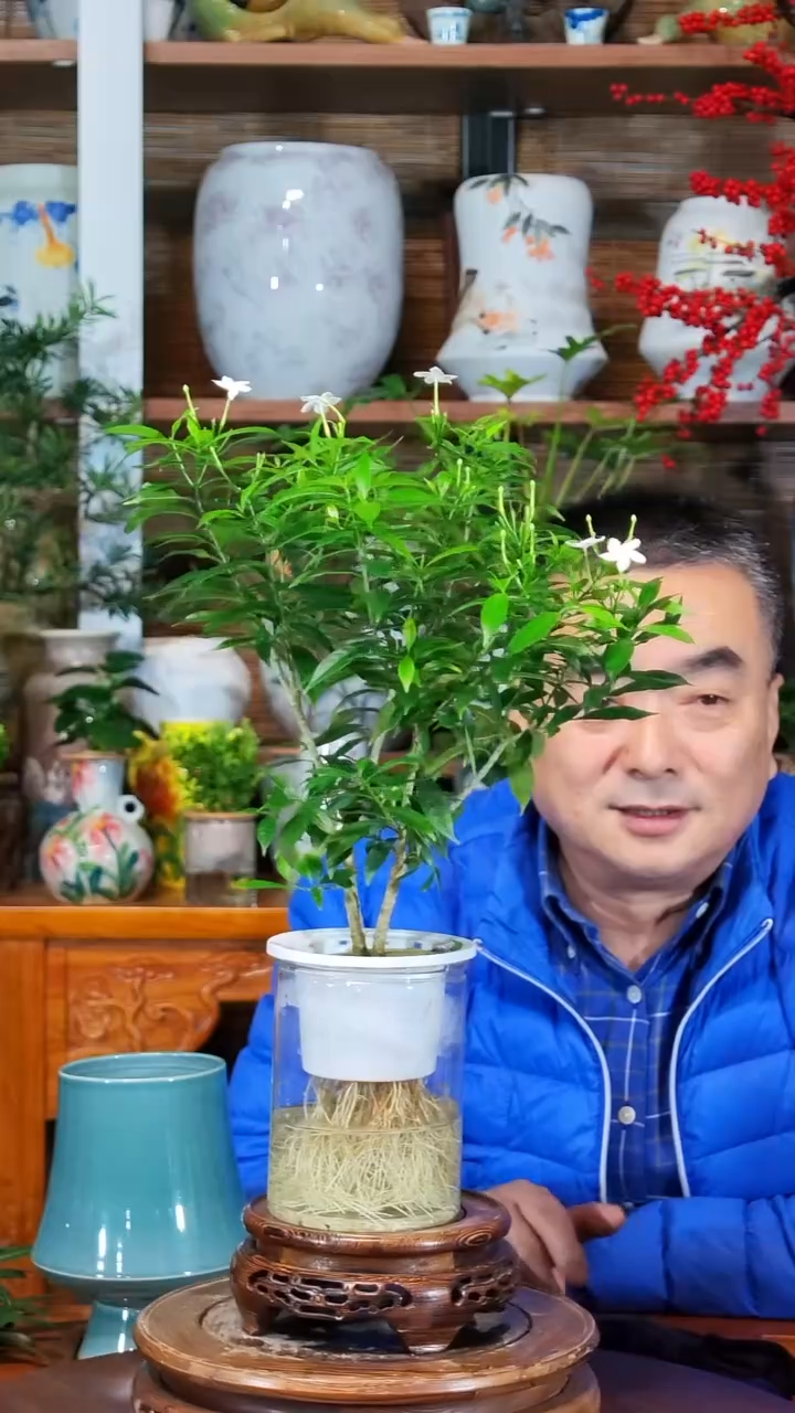 无花朵A****7水之韵水培风车茉莉