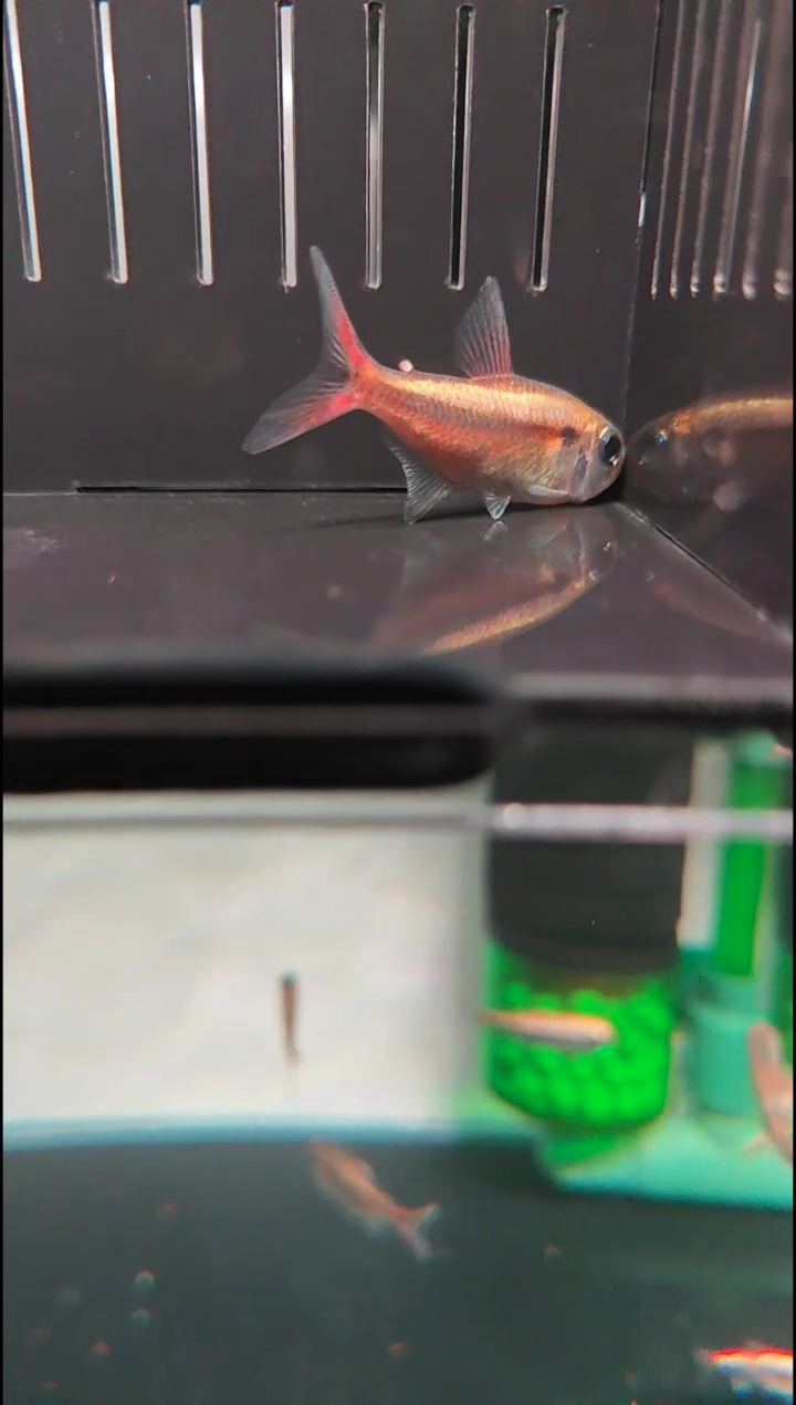 灯科鱼名****了名字白金红月