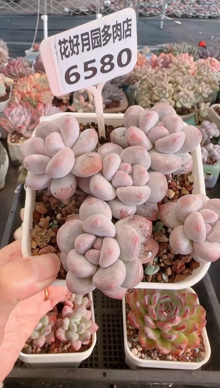 【闪购商品】6580.