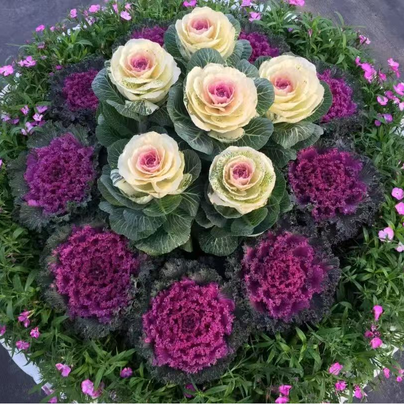 组合（拍一发六）组合 冬日玫瑰羽衣甘蓝