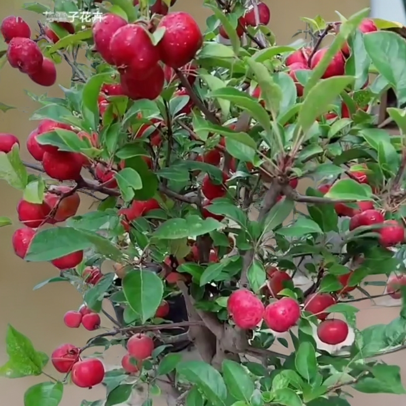 一物一拍海棠贵人果.贵妃果.海棠系列冬红果海棠等等棠观花观果
