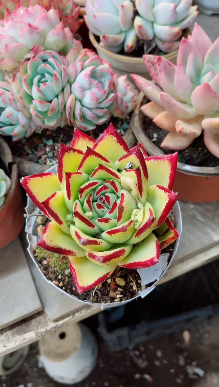 【闪购商品】14052