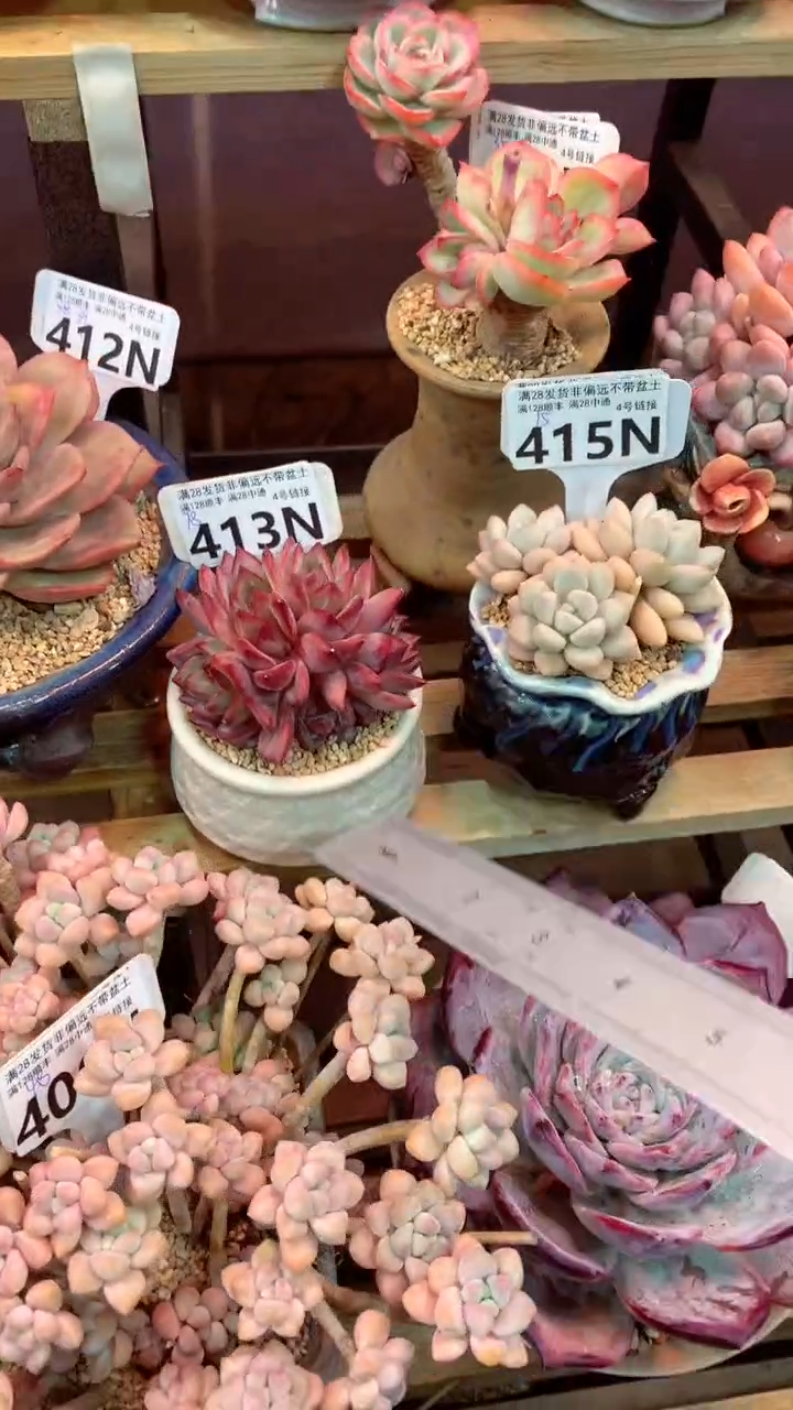 413N（一物一拍，精品多肉，所见即所得 ）