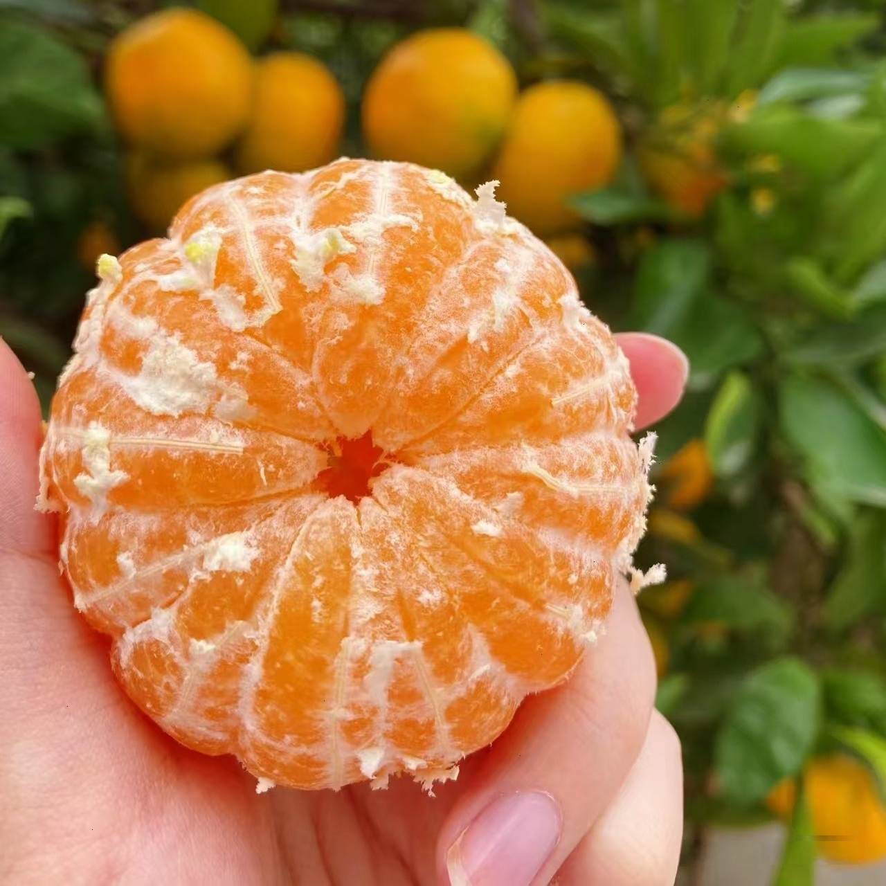 【无籽砂糖橘】正宗枳壳嫁接 果子很大 非常甜 南方北方都可以种植