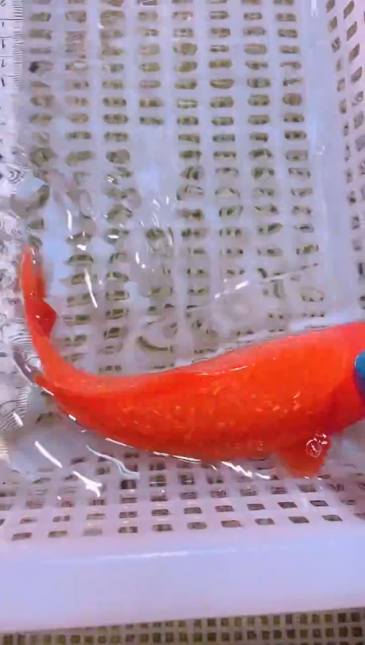 锦鲤冷水观赏鱼全场包邮32