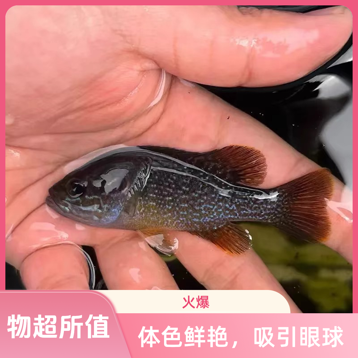 7原生太阳鱼小型大型观赏鱼活体冷水热带鱼好养易活招财