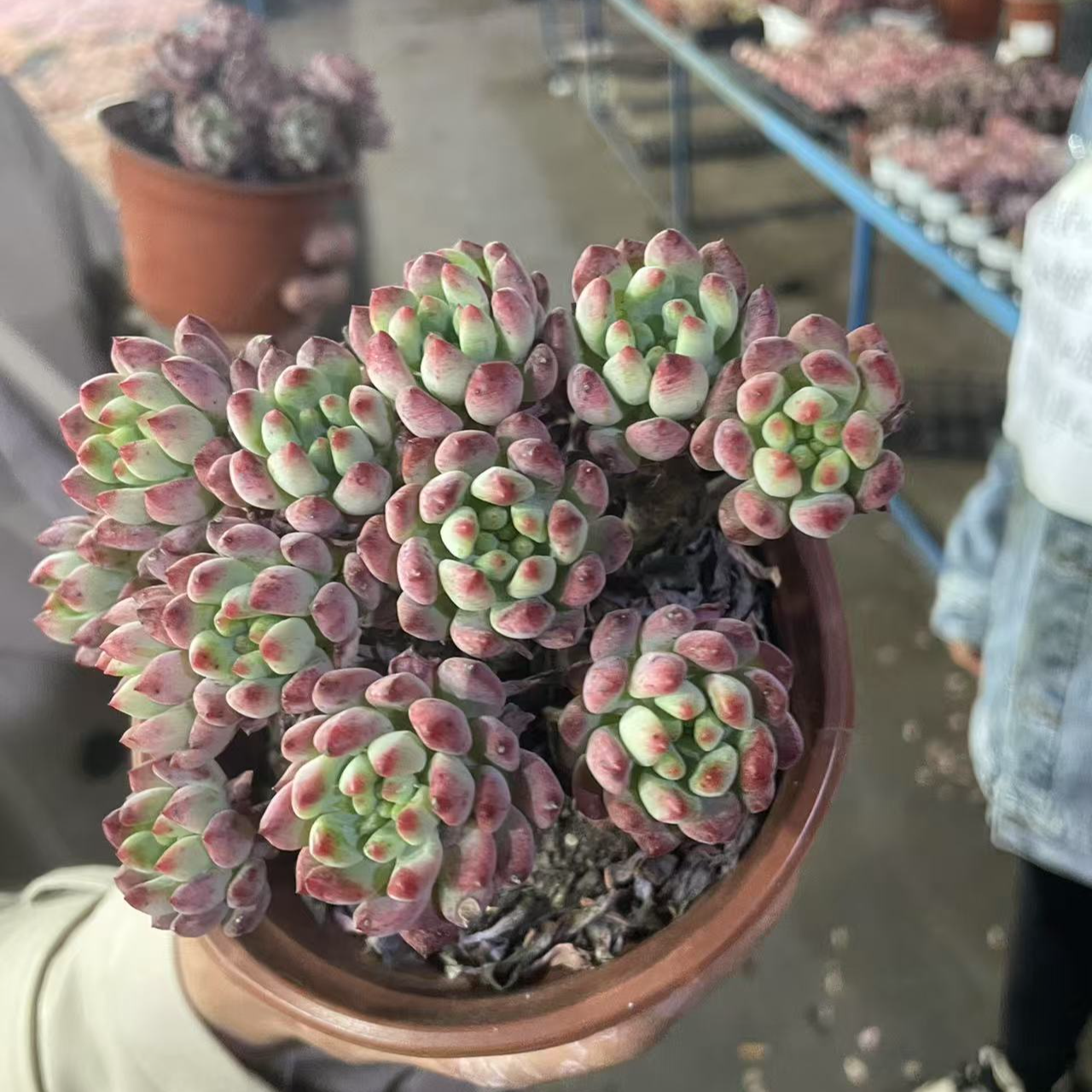 精品多肉  蓝苹果两颗