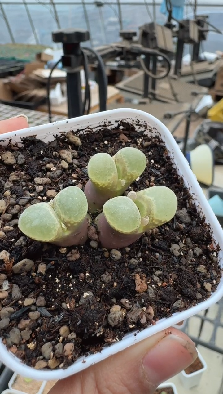 82多肉植物肉锥一颗