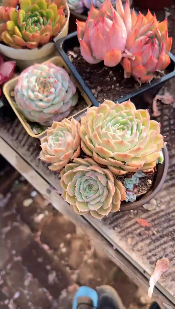 M****a多肉植物一物一拍01223