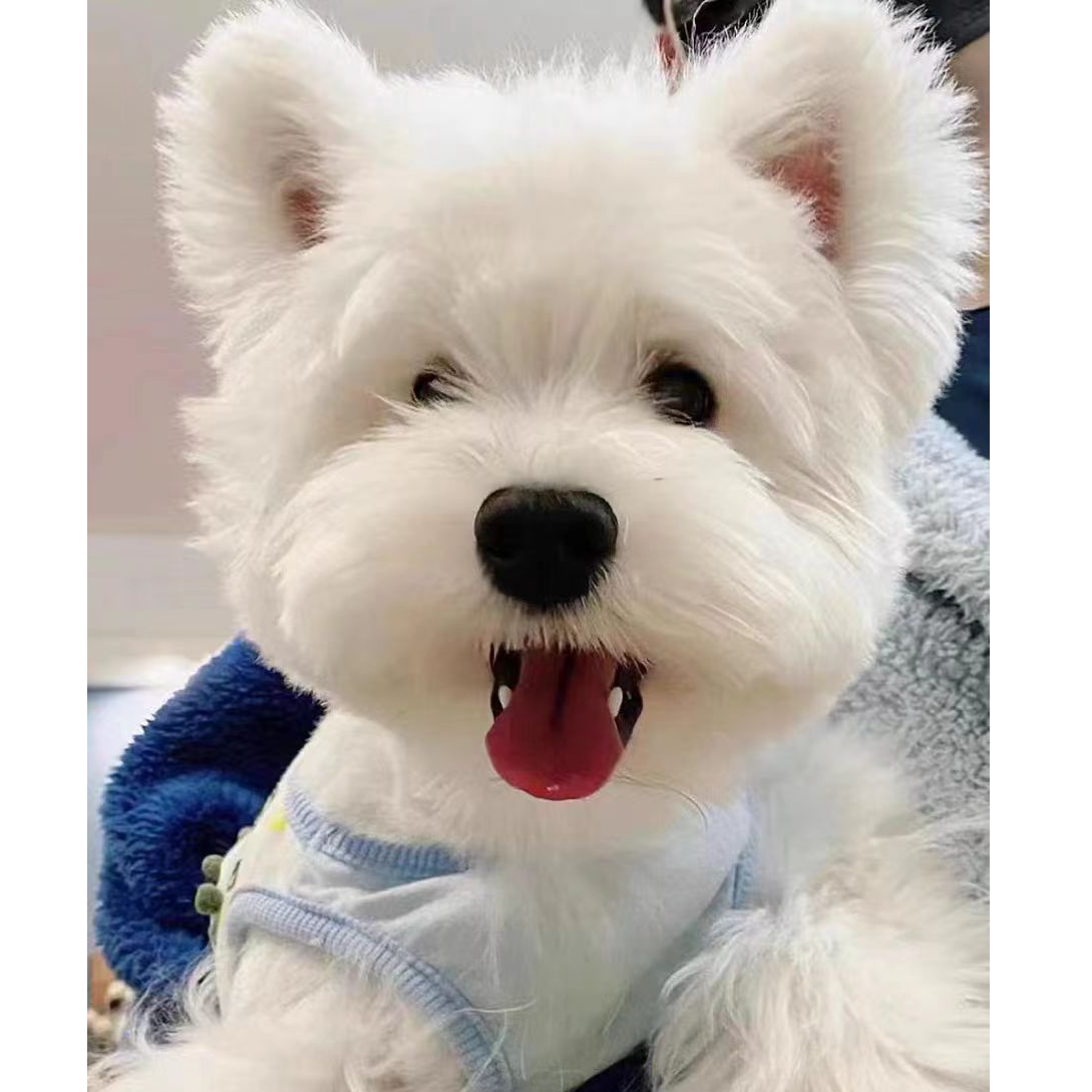 素坤忧宠飞飞家活体宠物专用链接