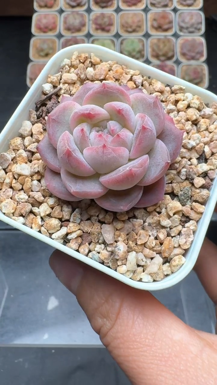 【闪购商品】249号珍妮多肉一物一拍3单包邮