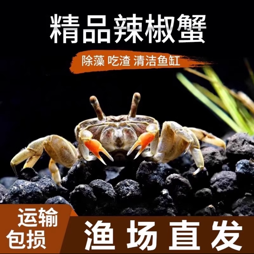 批发迷你辣椒蟹淡水观赏蟹鱼缸小宠物除藻粪便清洁工可与鱼虾混养