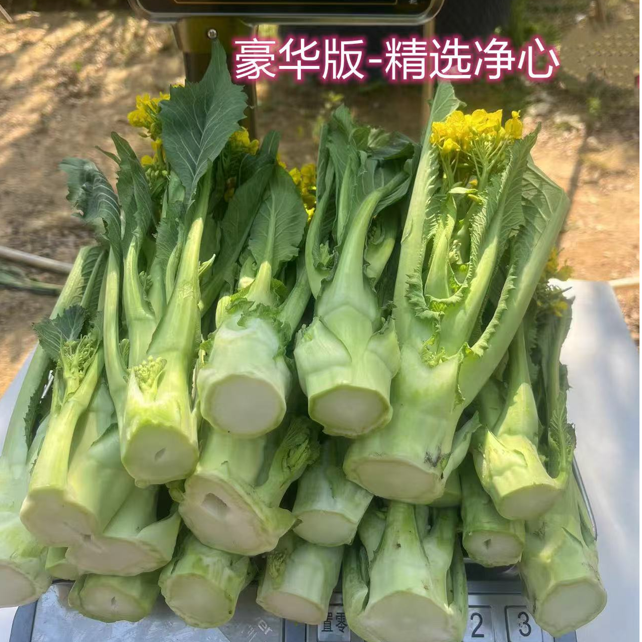 豪华-净心装 增城迟菜心 现摘现发 顺丰配送