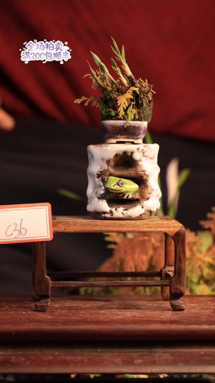 完全开放C36草本植物 不包邮