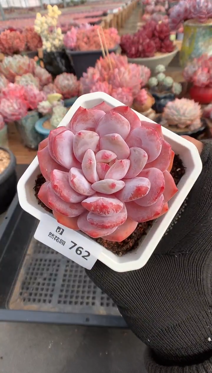 762紫皮橙多肉植物一物一拍