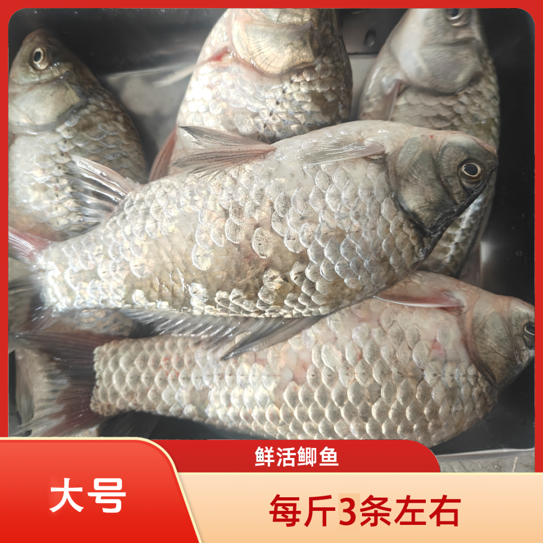 瓦埠水产哥 瓦埠湖野生 大 鲫鱼