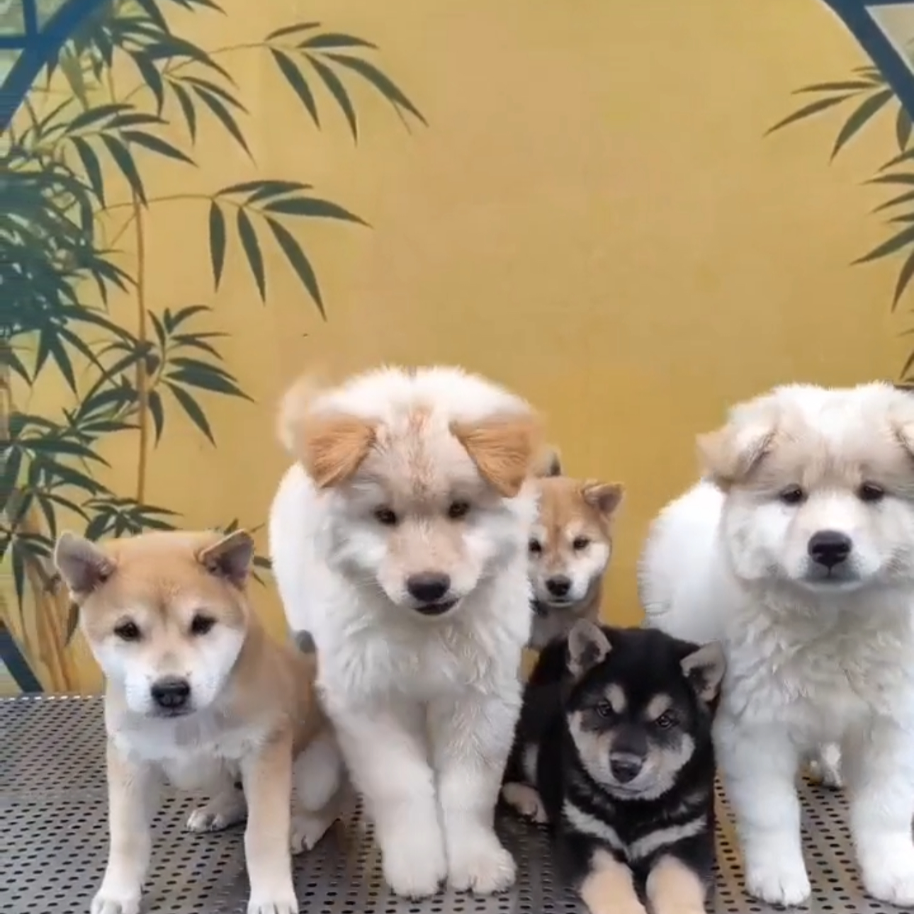 十犬九美专属中华田园犬狗狗活体