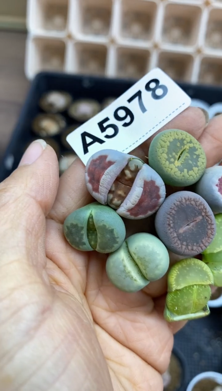 【闪购商品】5978直播一物一拍