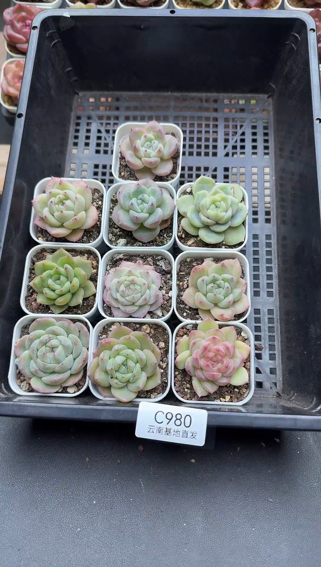 珍妮杂交多肉C980