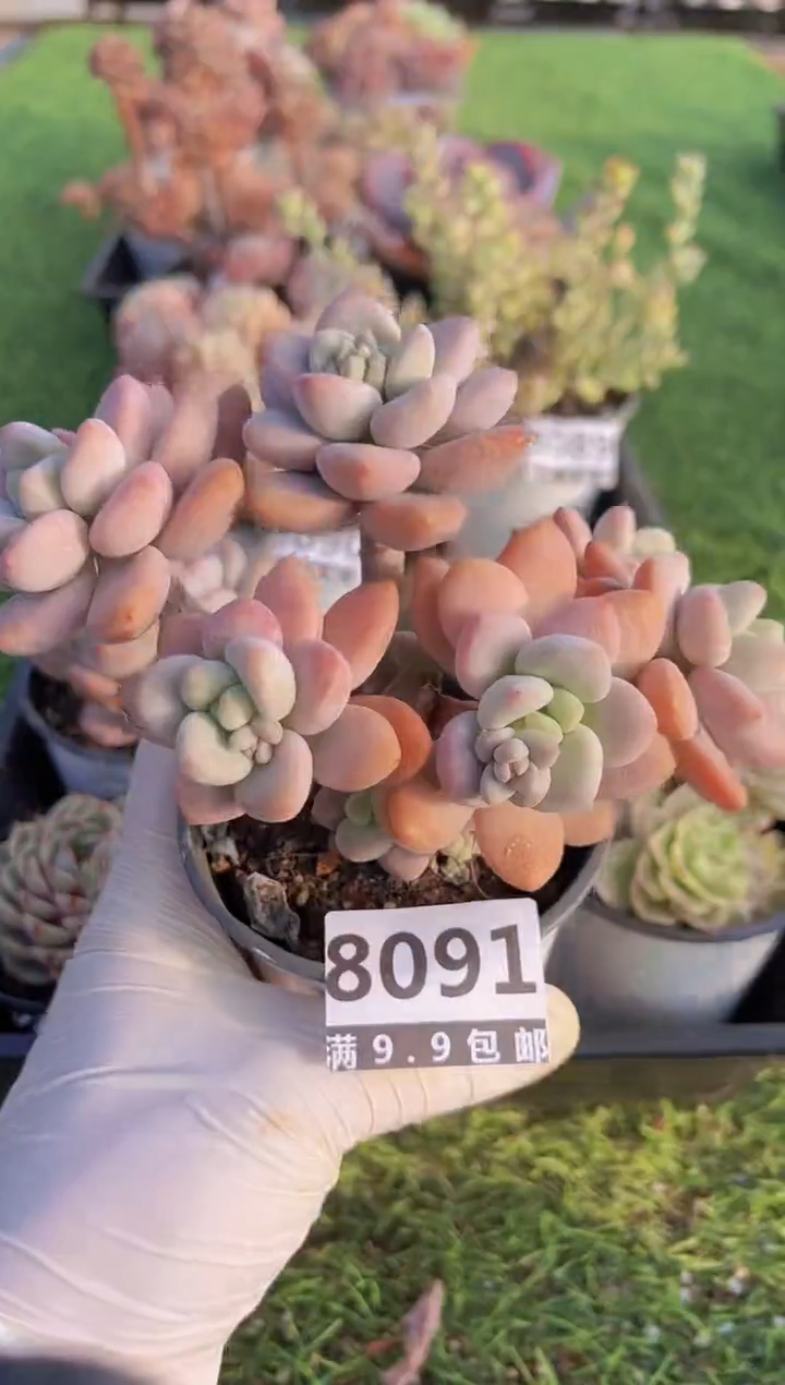 【闪购商品】信福多肉一物一拍