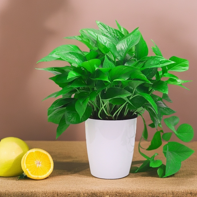 五星级同款绿萝盆栽室内绿植办公室除甲醛好养绿萝