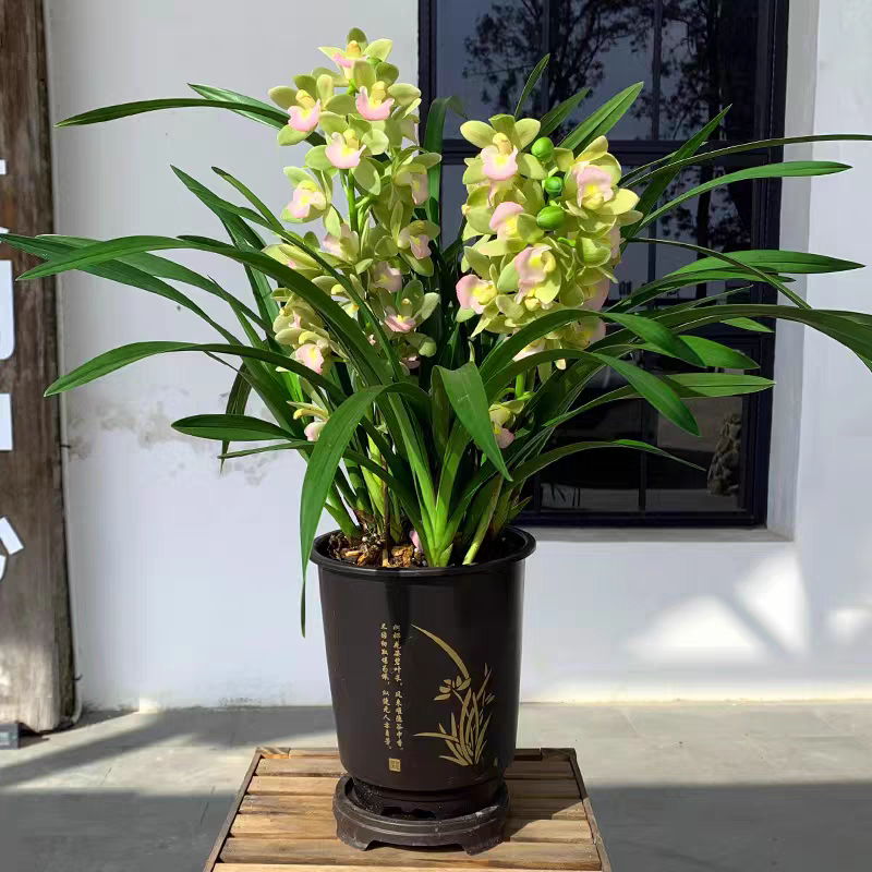 【香水香兰】花剑有大有小建议勿拍，清香翠绿（以直播间状态为准）