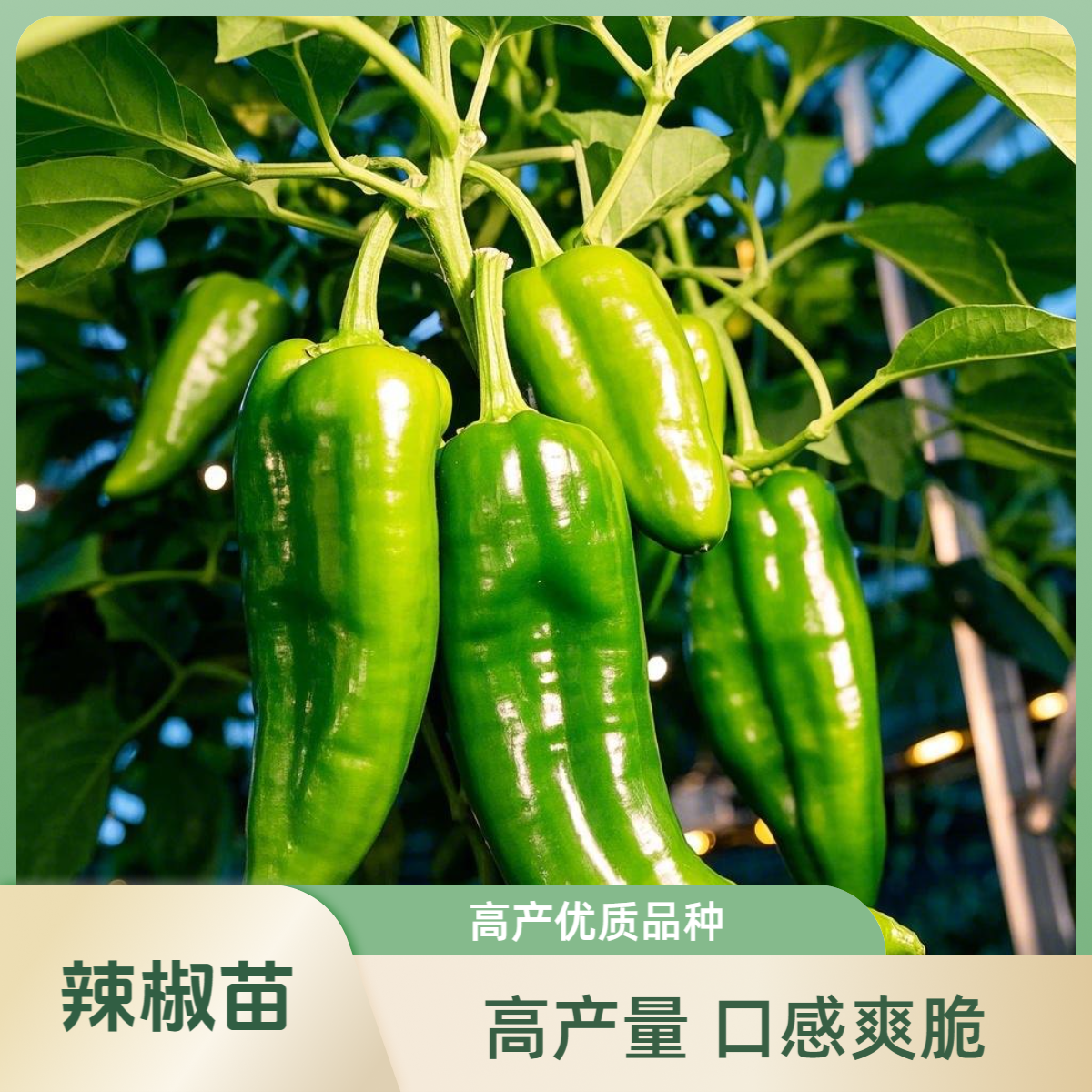 【秒杀】到手20颗辣椒苗阳台盆栽地栽辣椒苗