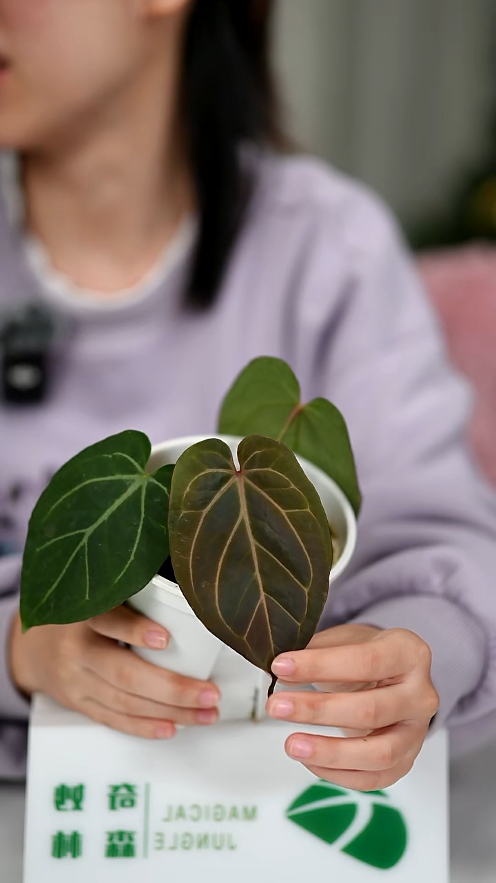 完全开放奇妙森林KOS X 红水晶花烛