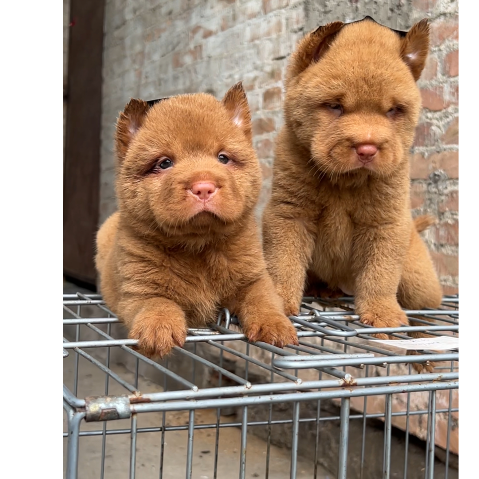 新（文俊犬舍）T狗狗活体