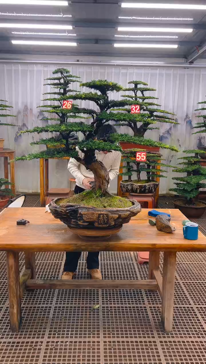 无花朵曹**?精品盆景直播间一物一拍