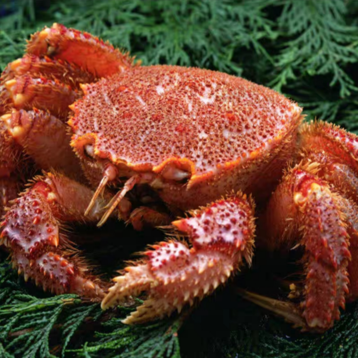 红毛蟹 顺丰冷链压冰发货【个别有缺腿 介意勿拍】