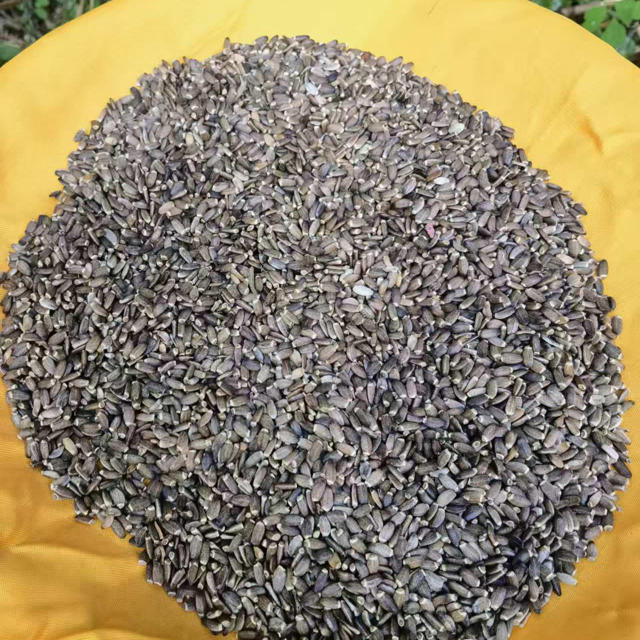 1【水-飞-蓟】净含量500g-1000g【阿徐现收】