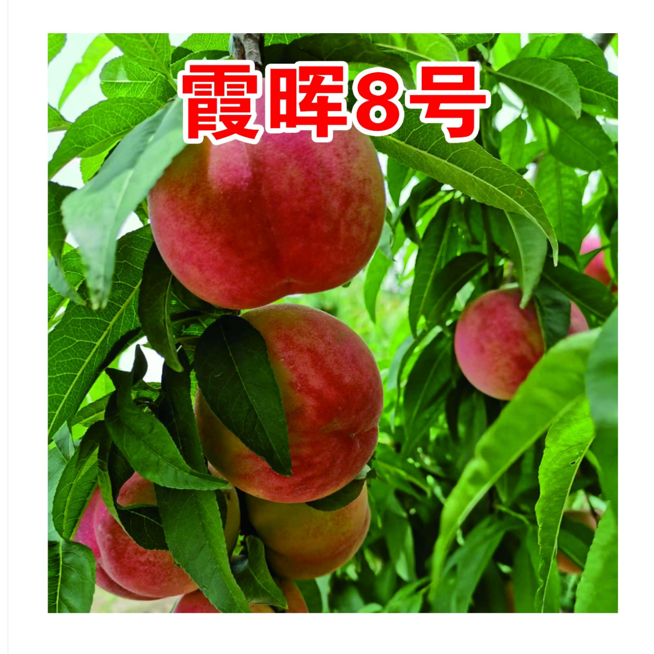 霞辉8号一年生种子