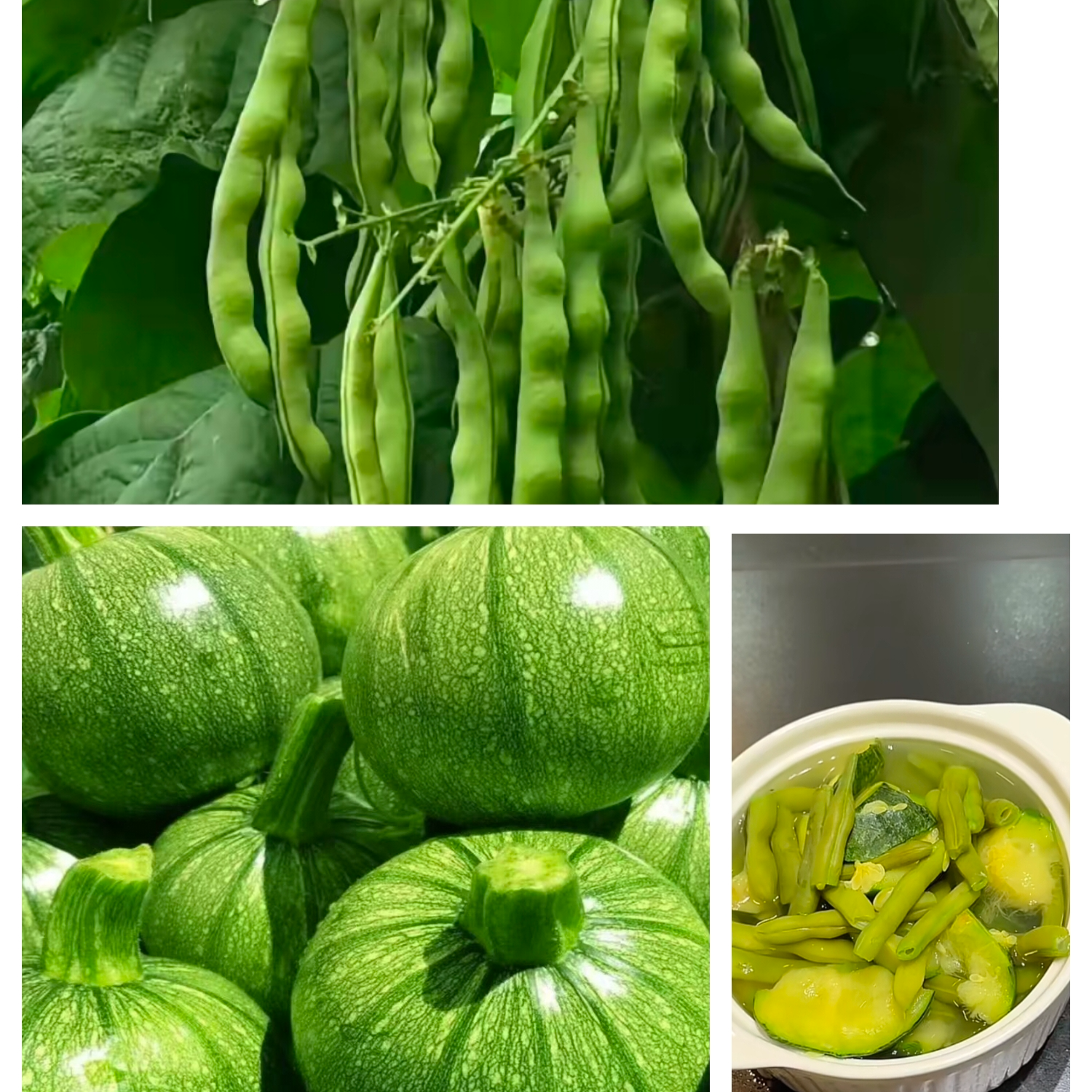 云南农家自种四季豆圆瓜瓜新鲜蔬菜豆角现摘现发农家自种鲜嫩棒豆