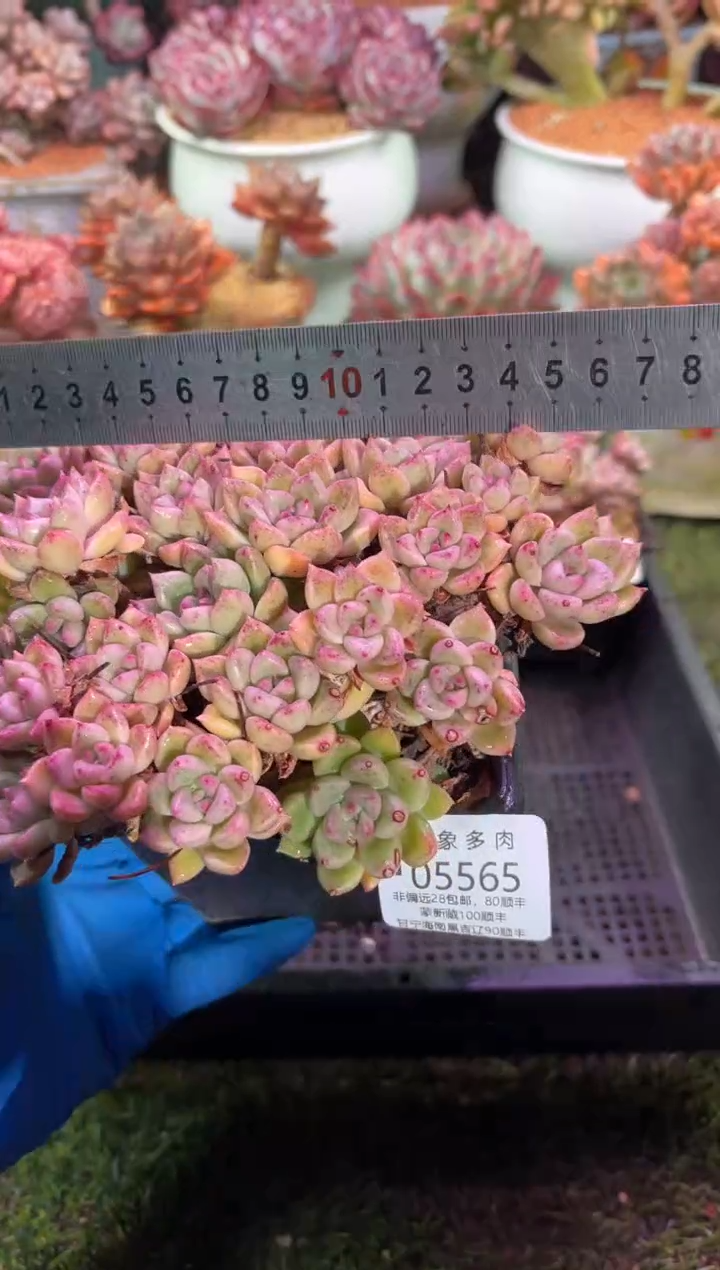 【闪购商品】05565