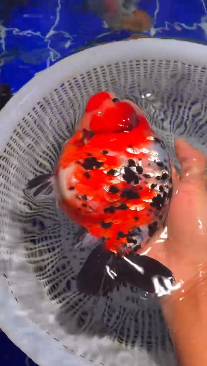 金鱼（运费到付，马印灯下展示）福州追鱼兰寿金鱼