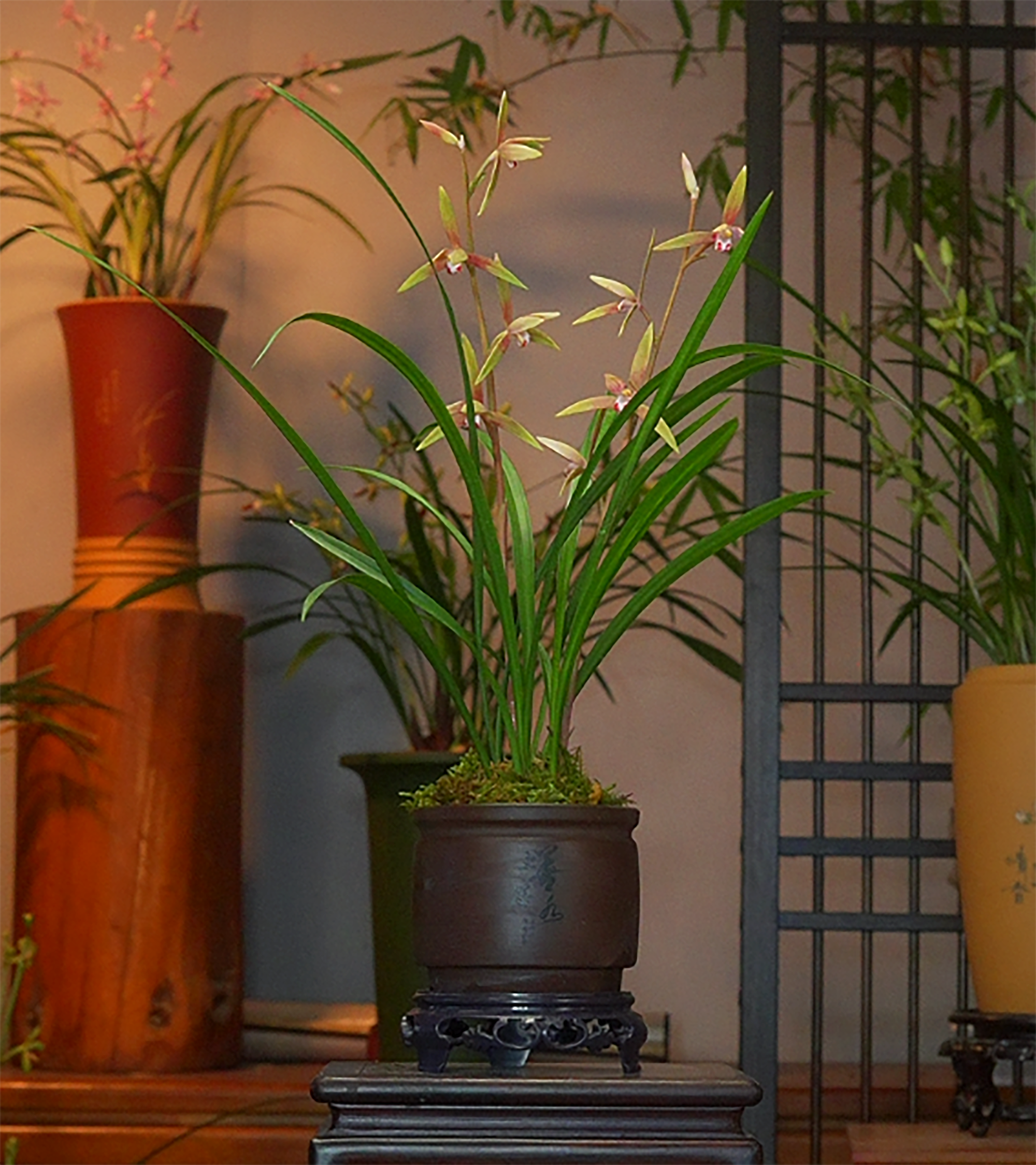 兰花铭品【春江月色】 陶瓷盆 幽香兰花 室内好养易活