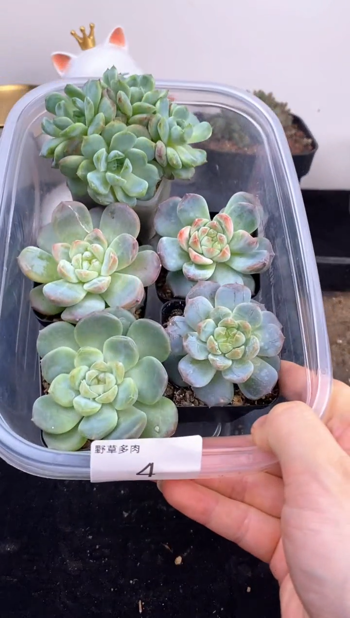 5棵一组一组包邮4号